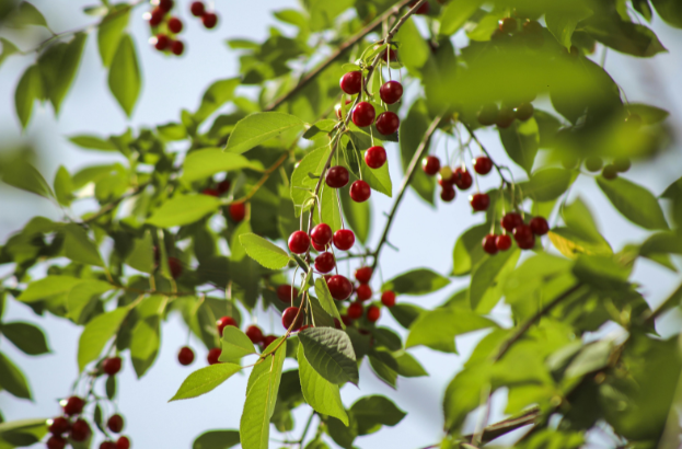 Kirschbaum mit Früchten