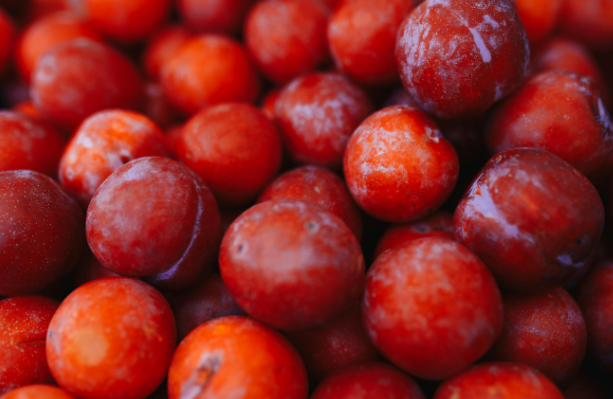 Kirschpflaumen an einem Baum