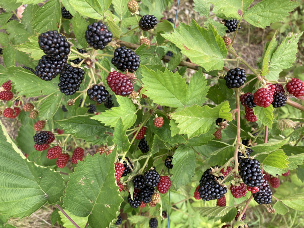 Reife Brombeeren